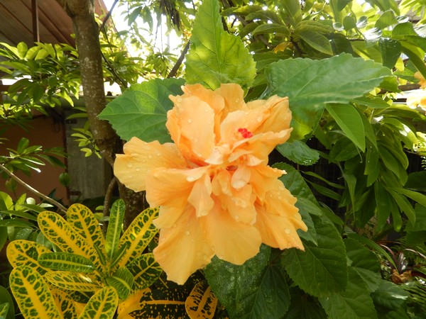 DOUBLE YELLOW HIBISCUS