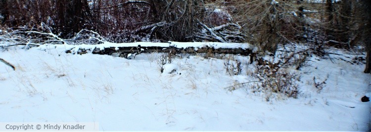 snowy log