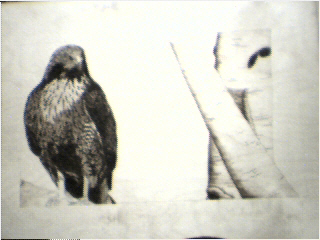 redtail hawk 