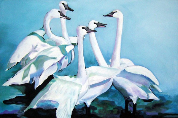 D321 Swans