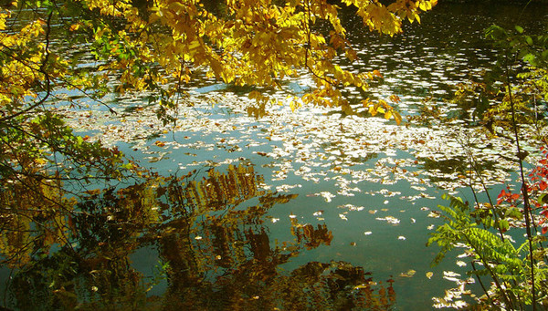 Autumn In Cambridge