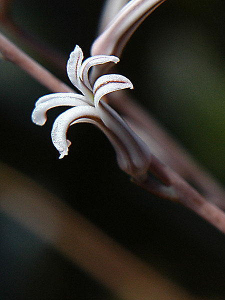 The Beauty of Small Flowers