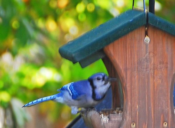 Bluejay