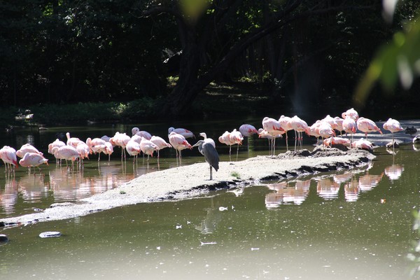 flamingos and heron