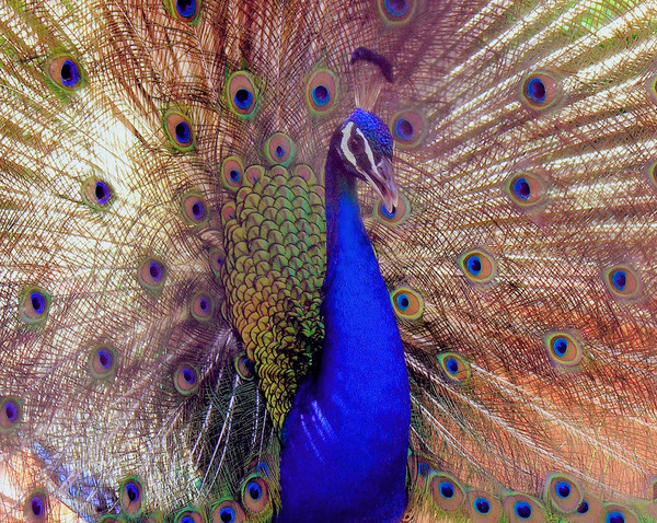 Greek Peacock
