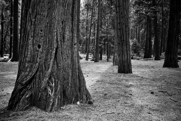 Lower Yosemite Falls Tree Trunk