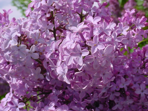 Lilac II