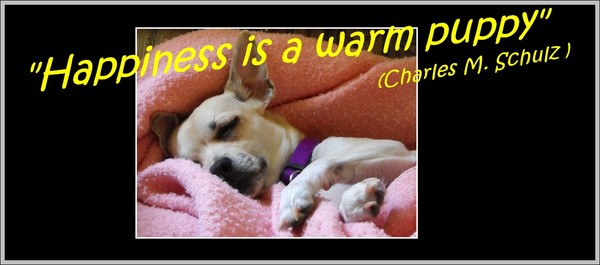 Happiness Is A Warm Puppy