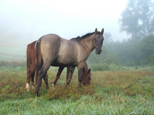 A Pair Of Fillies