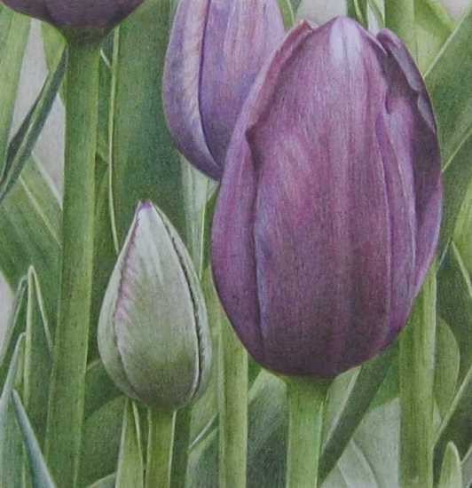 Tulip6/black-violet