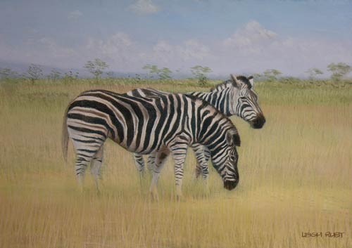 Grazing - Adolescent zebra