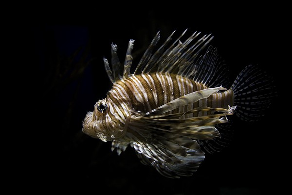 Vegas Spine Fish