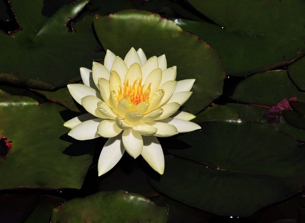 Waterlily