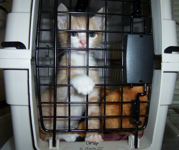 Hey!  Let me out of Here!