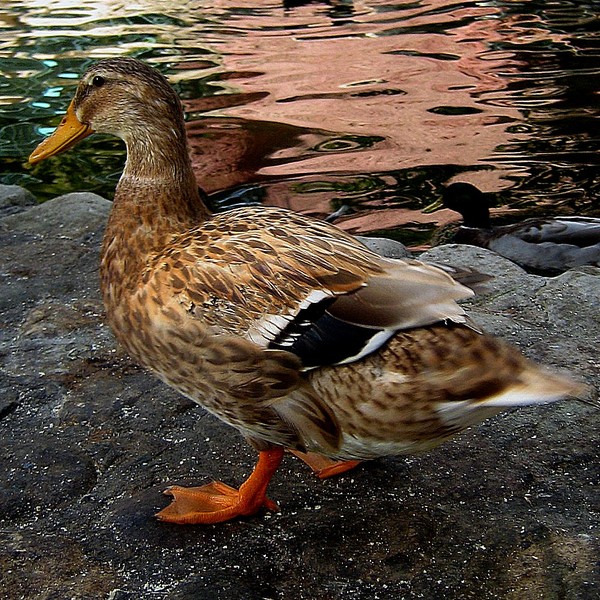 duck