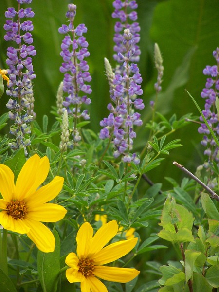 Mountain Wildflowers