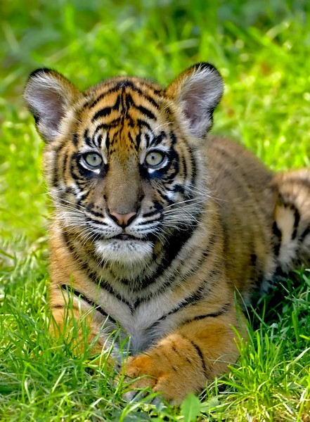 Tiger cub I