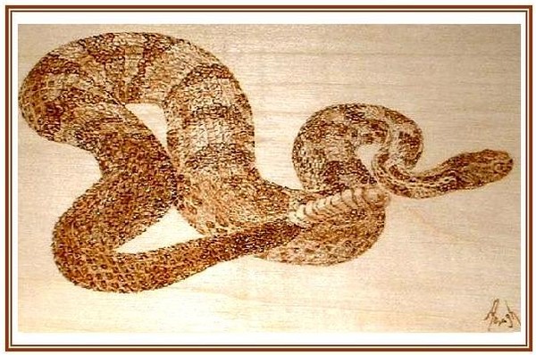 Timber Rattlesnake