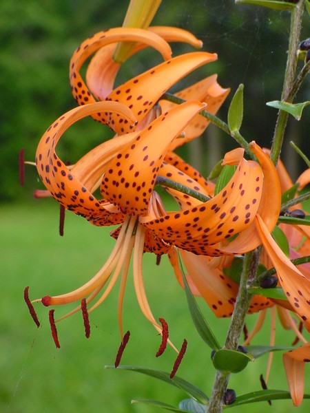 New Tiger Lily