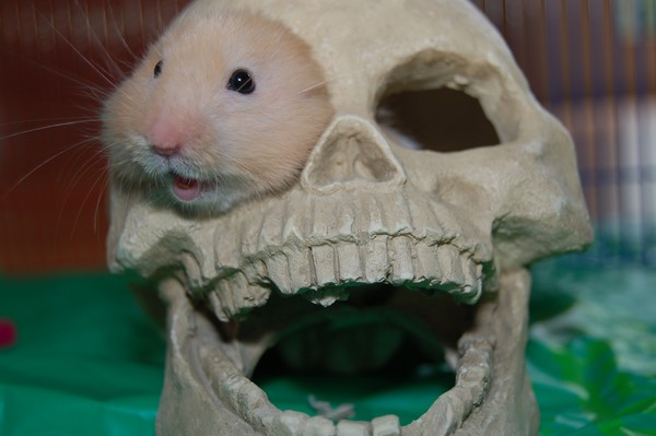 Hamster in Skull