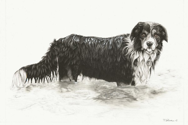 Dog in River