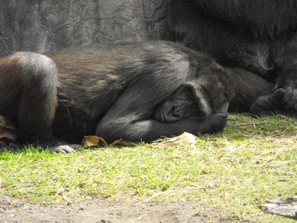 Lazy Ape