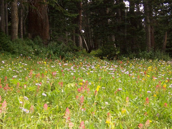 Wildflowers in Colorado meadow