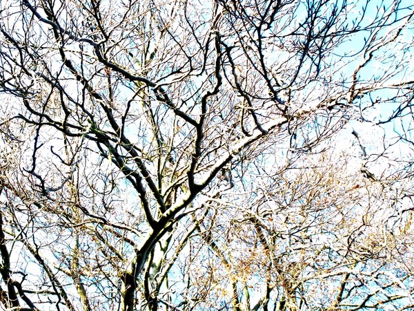 Tree Abstract 03