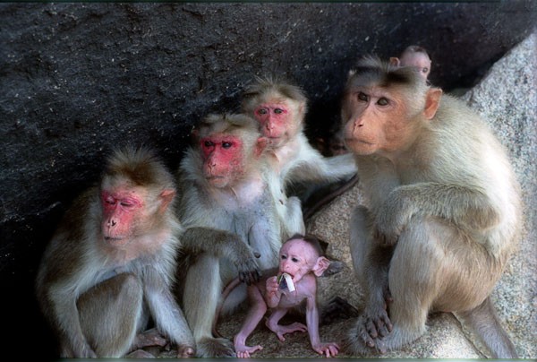 Monkey family-1