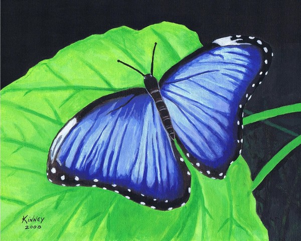 Blue Morpho Butterfly