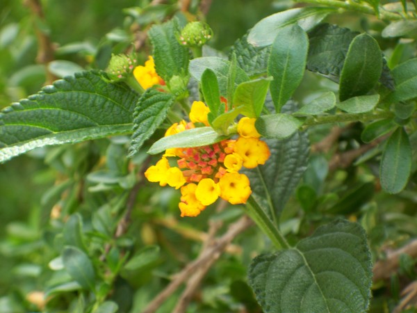 Flowers of Peru #14