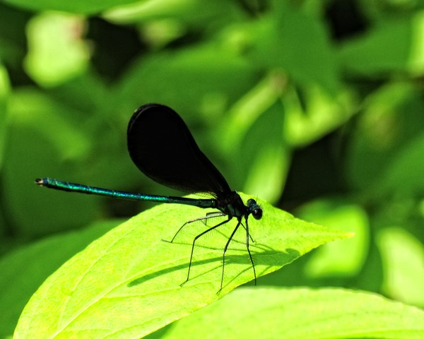 Blue and Black Dragonfly