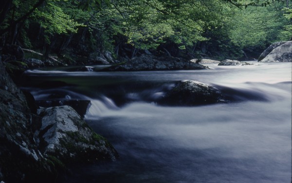 Riverbank in the Great Smoky Mountains 