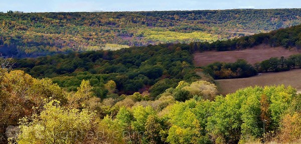 FALL IN THE PEMBINA VALLEY 1