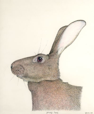 young hare