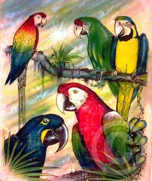 The Parrots of Paradise