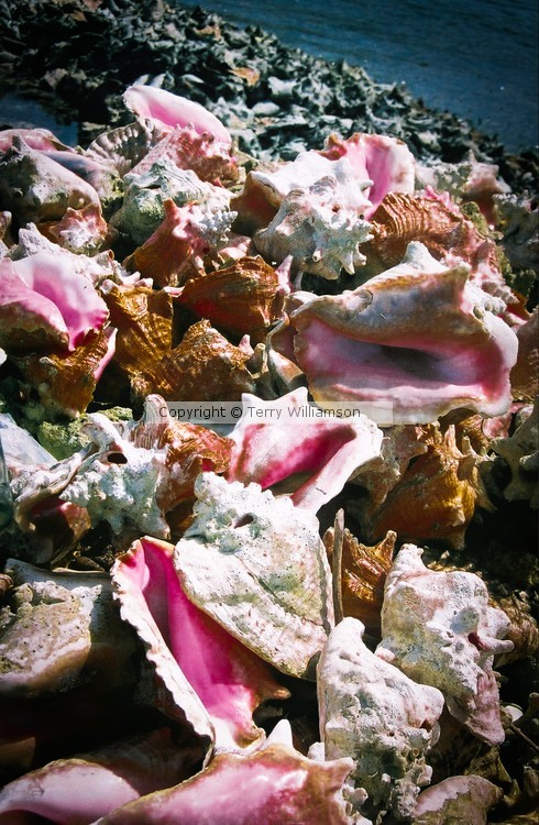 Grenada Conch shells