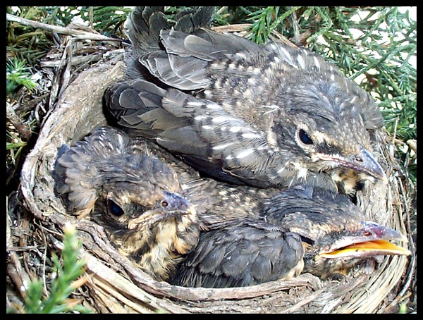 Full Nest