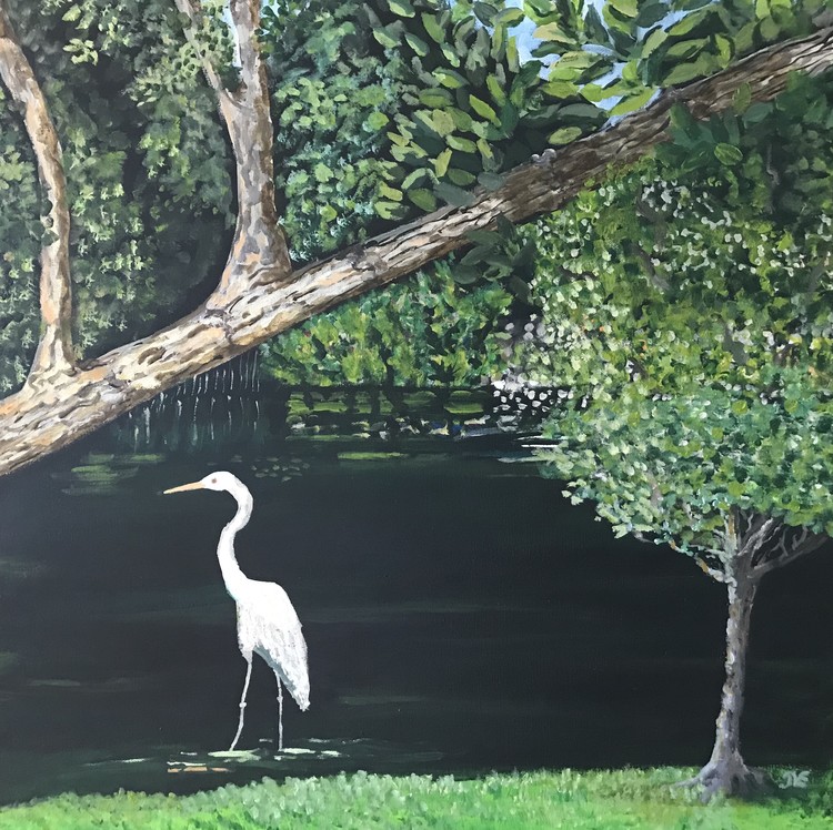 Great White Egret in Bonita Springs