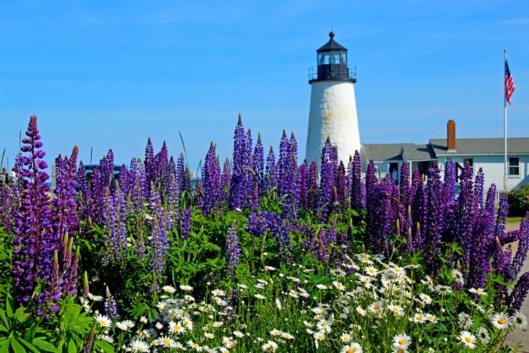 Pemiquid Lupines and lighthouse 1