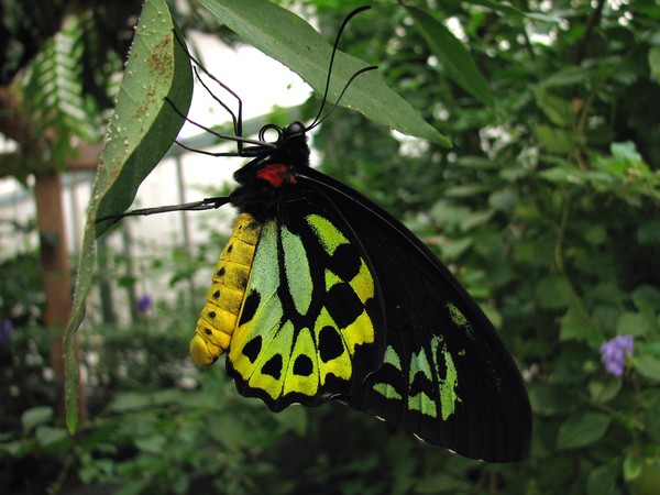 Cairn's birdwing butterfly