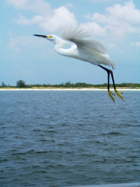 Great Egret in Flight (very close)