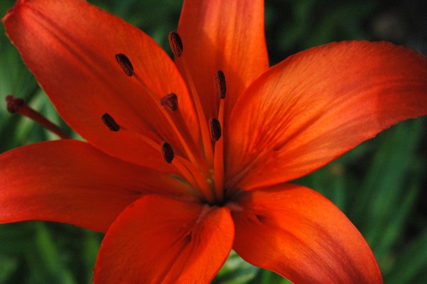 Deep red/orange tiger lily from Halifax