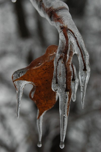 Ice leaf