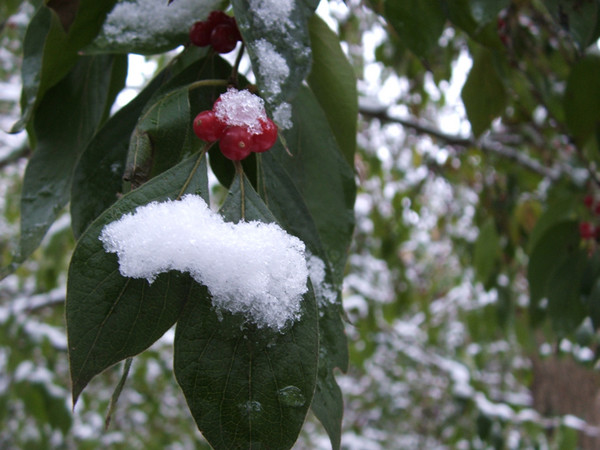 Snow More Berries