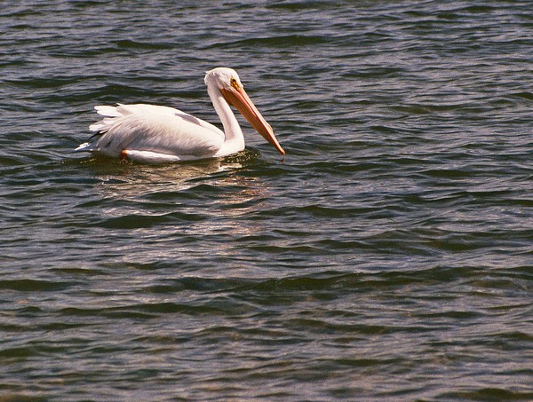 White Pelican at Oak Hill