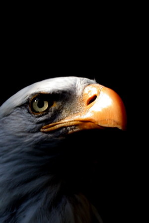 old eagle eye