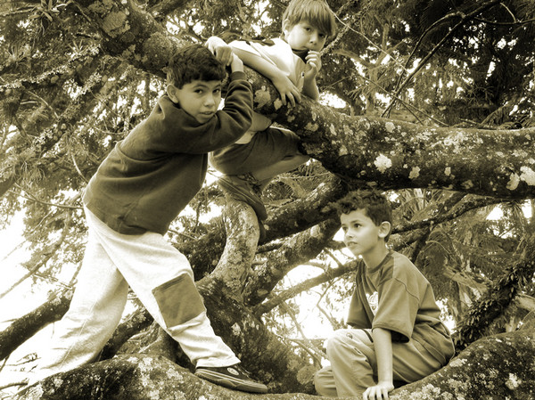 tree boys