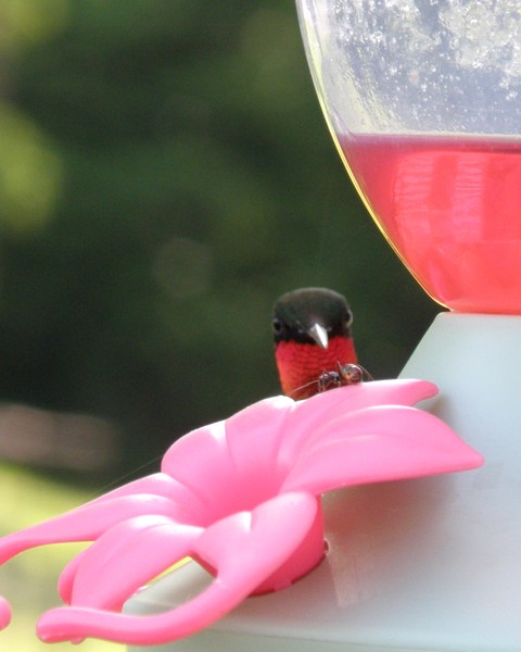 Peek-A-Boo Hummingbird 