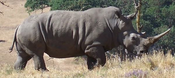 Majestic Rhino